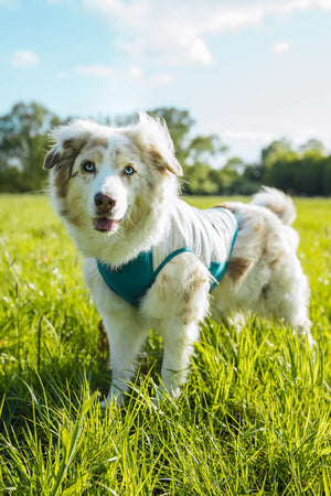 Kühl Shirt - Nonstop Dogwear