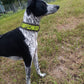 Laisse élastique de randonnée / ligne de traction de trekking - Nonstop Dogwear