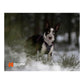 Line Harness 5.0 (Standart + Rachel Pohl) - Nonstop Dogwear