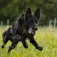 Line Harness Grip - Vêtements pour chiens non stop