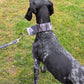 Zugstopp Halsband Martingale verstellbar (5cm breit, Camouflage) - Sofadogwear