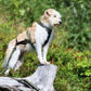 Harnais Rush - Vêtements pour chiens non-stop