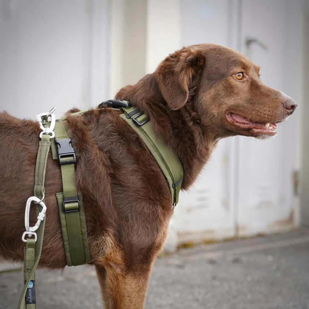 Harnais Anti-traction Pour Chien | Laisse Incluse, Maille Respirante - Taille XS à XL, Sécurité Réfléchissante - 9