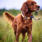 Protector Collar - Nonstop Dogwear
