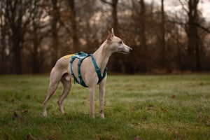 Ramble Harness Long - Nonstop Dogwear