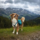 Geräumiger Hunderucksack / Trail quest Dog Backpack - Nonstop Dogwear