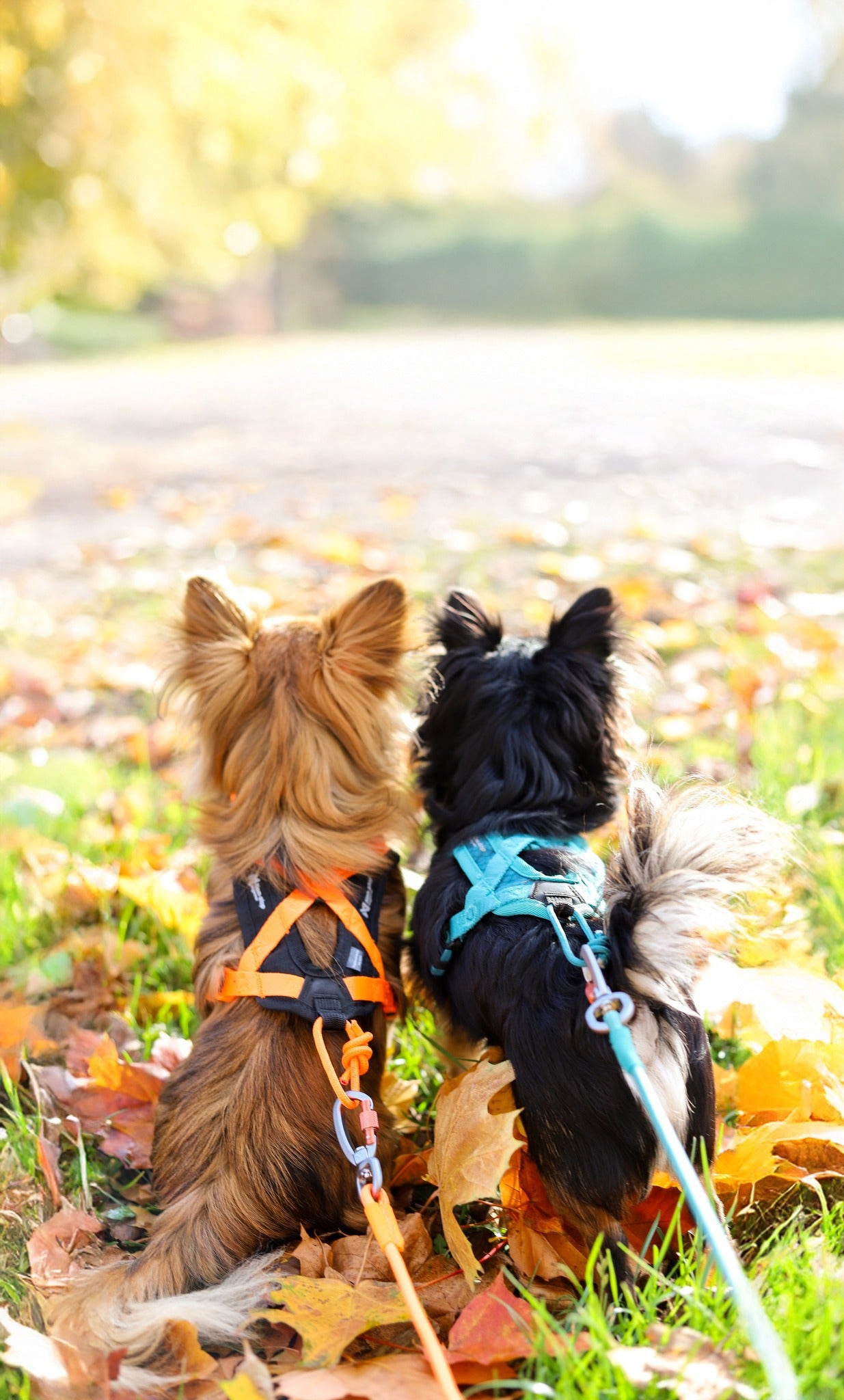 Rush Harness Nonstop Dogwear