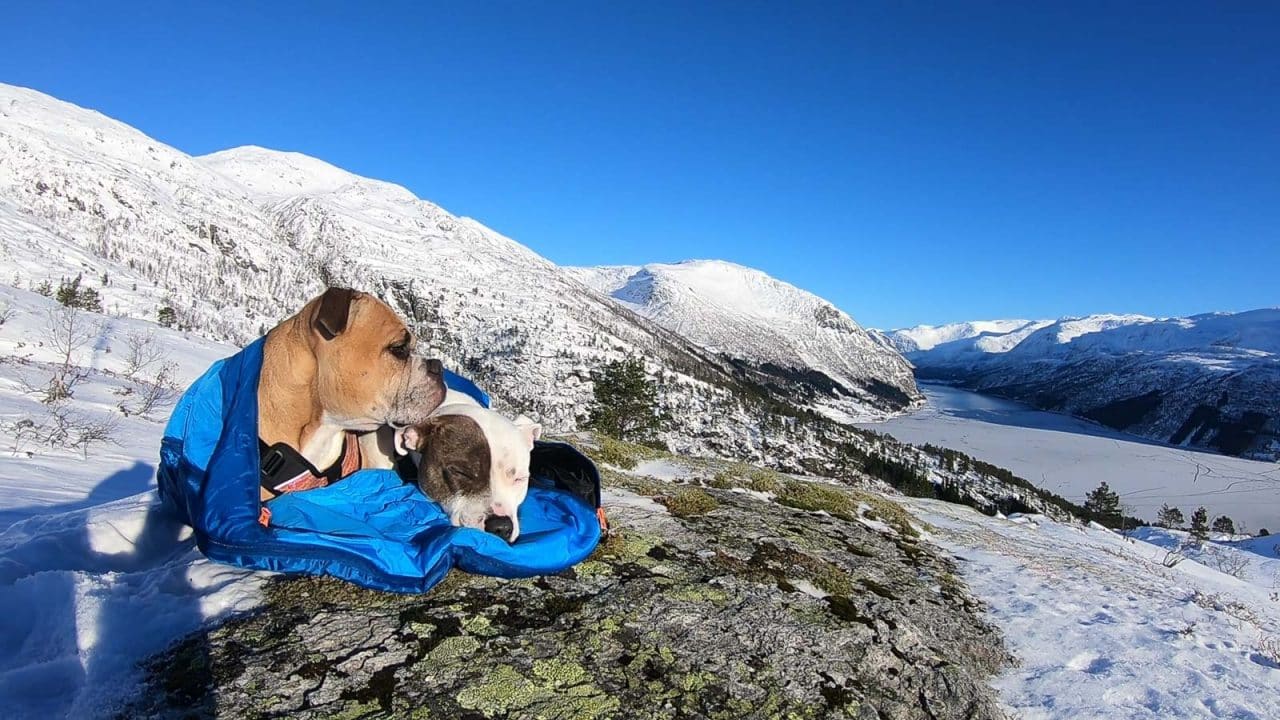 non stop dogwear schlafsack Ly Sleeping Bag / Dog Sleeping Bag