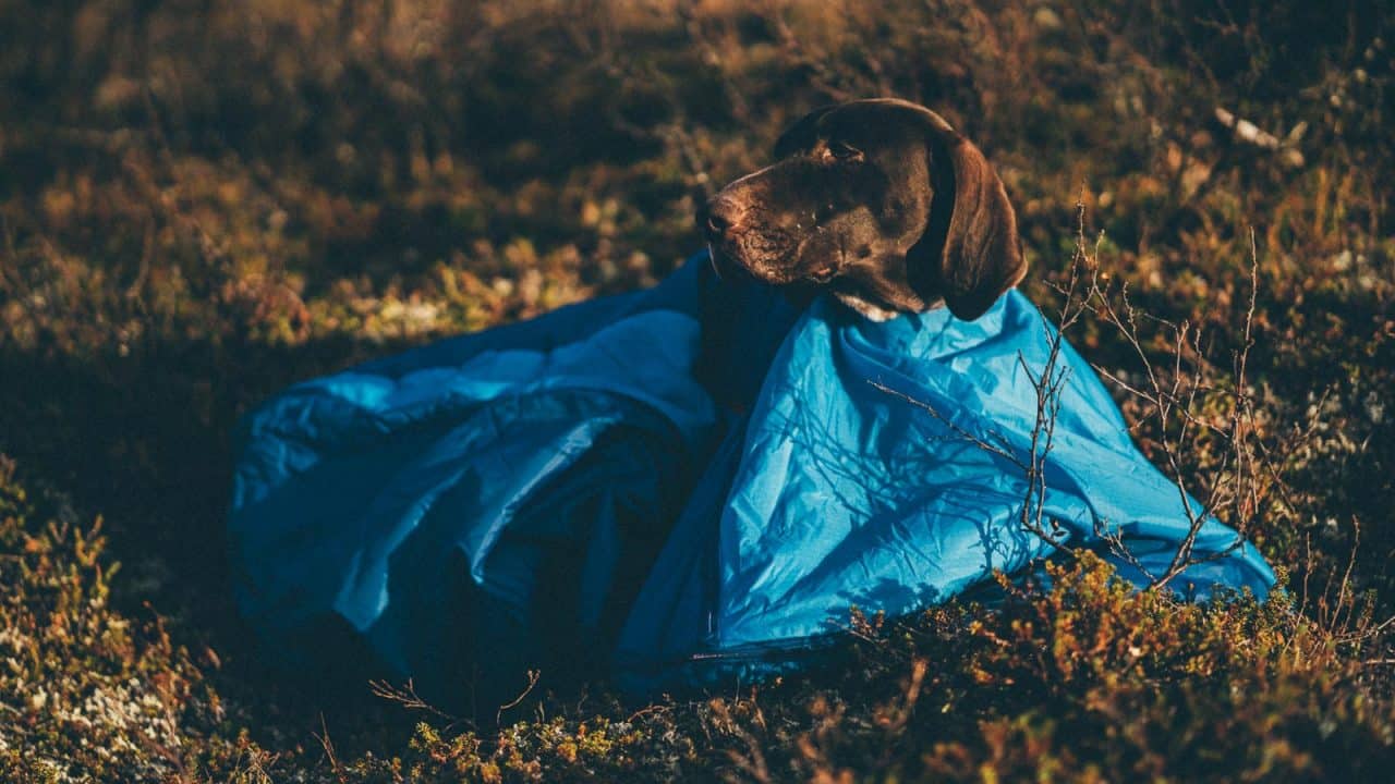 non stop dogwear schlafsack Ly Sleeping Bag / Hundeschlafsack