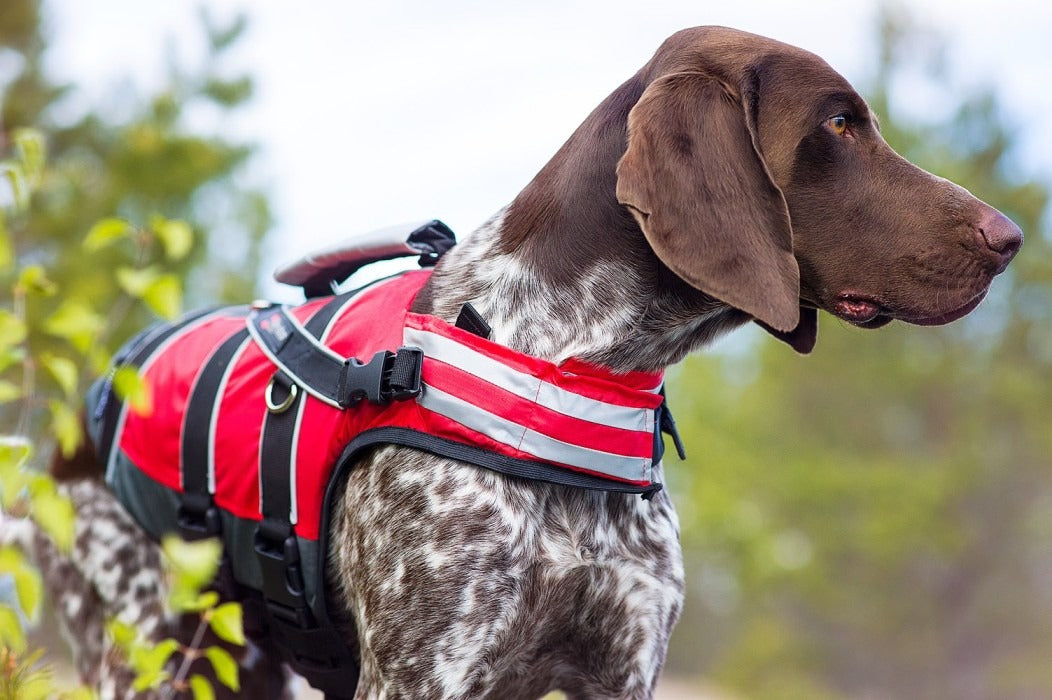 schwimmweste vorstehhund