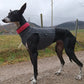 Gilet extensible LC Coursing (court) - Sofadogwear