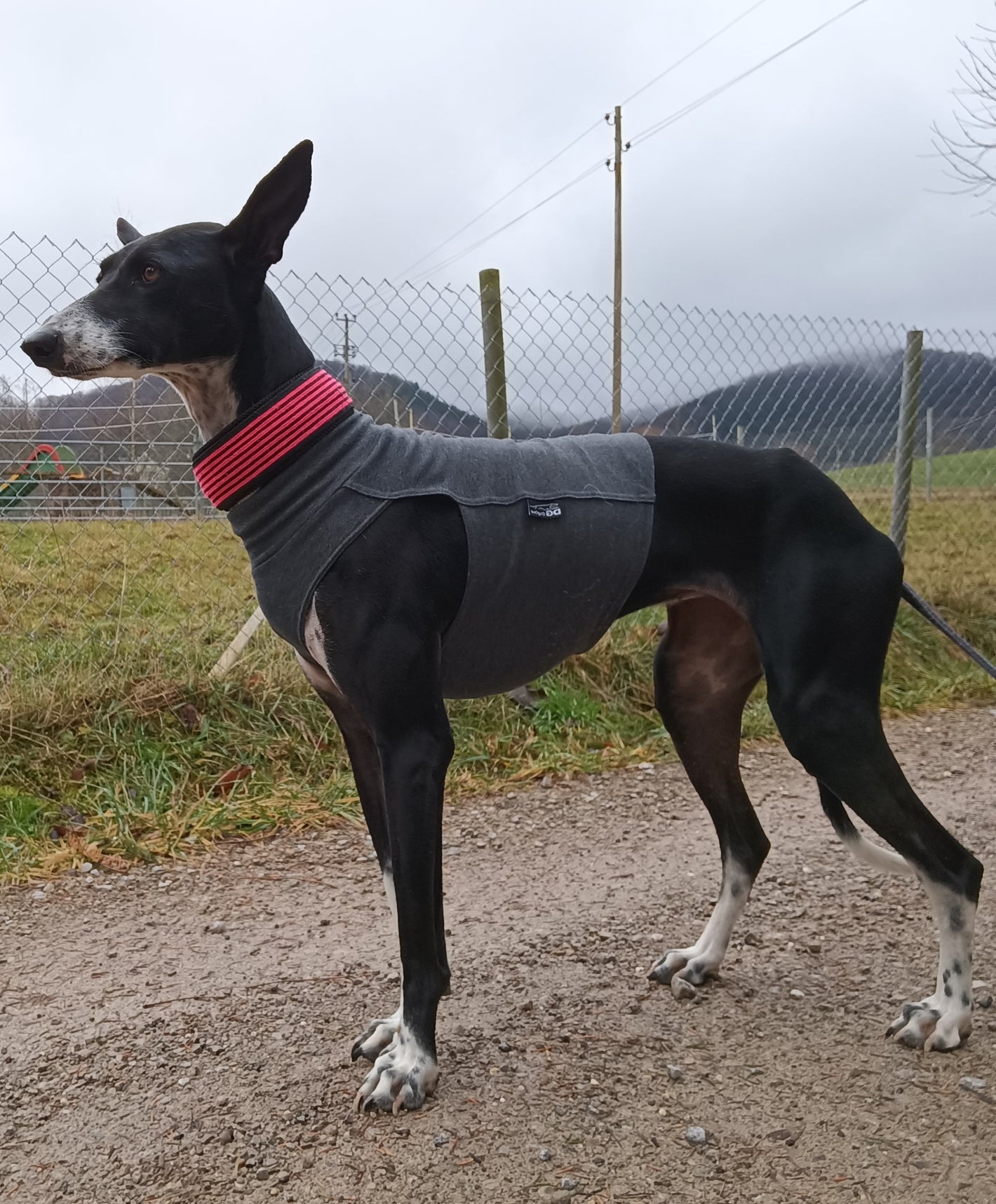 Baumwoll Shirt / Top - DG Doggear