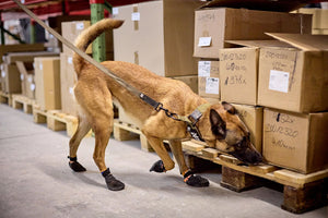 Solid Leash WD (Leash with hand loop without bungee) - Nonstop Dogwear