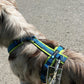 Chest harness Fun (standard and special colors) - Annyx