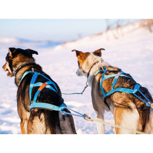 Freemotion 5.0 (couleurs standards + spéciales) - Nonstop Dogwear