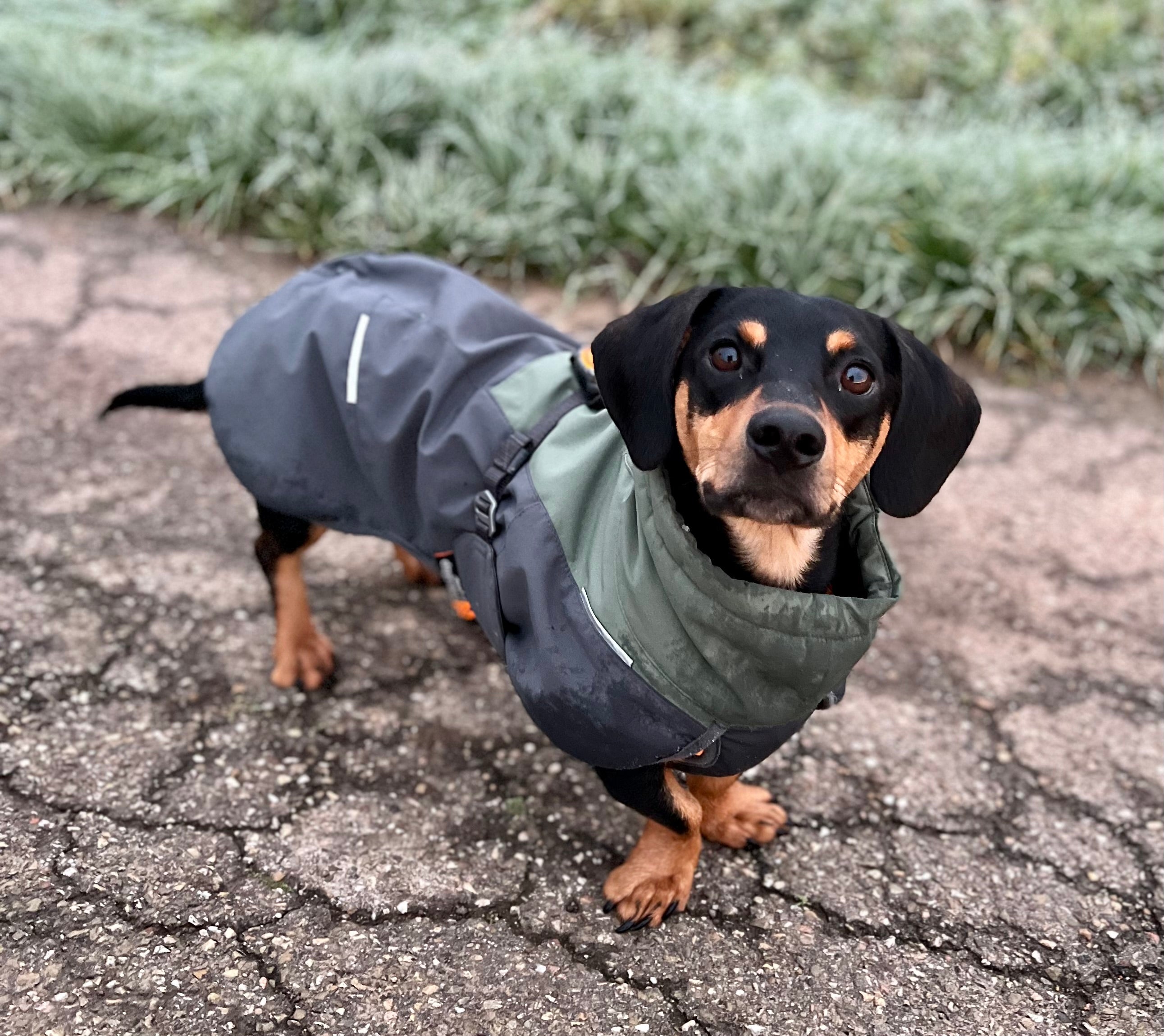 Wool discount dog jacket