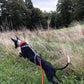 Freemotion 5.0 (couleurs standards + spéciales) - Nonstop Dogwear