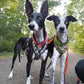 Freemotion 5.0 (couleurs standards + spéciales) - Nonstop Dogwear
