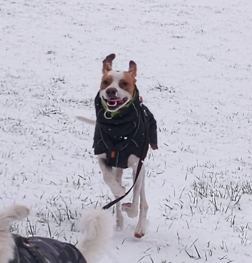 Zoran Sport manteau d hiver pour chien sportif Sofadogwear